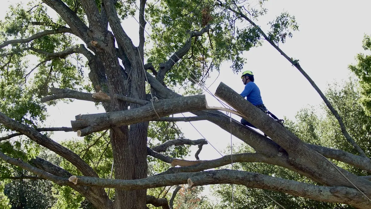 Professional Crown Thinning performed by certified arborists in Garards Fort