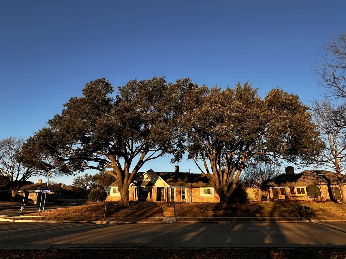 Established residential canopy tree shading a home in Garards Fort